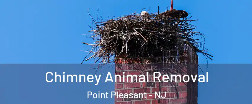  Chimney Animal Removal Point Pleasant - NJ