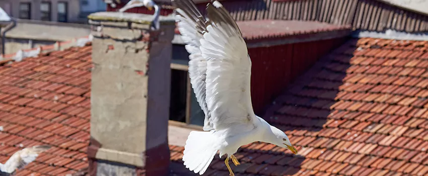 Residential Chimney Animal Removal Solution in Point Pleasant, NJ